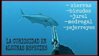 LA CURIOSIDAD EN ALGUNAS ESPECIES, PESCA SUBMARINA SPEARFISHING GRUPER1007