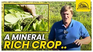 This Weed Is a Game Changing Cover Crop and Forage Crop