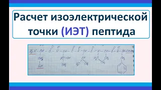 Определение pI (изоэлектрической точки) пептидов. Биохимия.