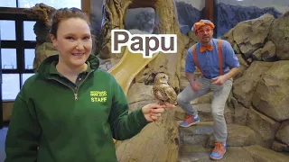 Chodźmy do zoo, cz. 1 | Blippi po polsku | Nauka i zabawa dla dzieci