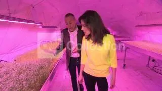FARMS IN LONDON'S UNDERGROUND TUBE TUNNELS (COOL!)