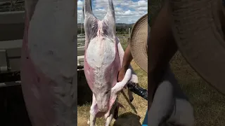 Skinning and gutting a sheep