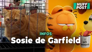 Le chat sosie de Garfield retrouvé en Malaisie grâce à une compétition de félins