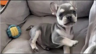 Tiny Frenchie's eyes were not yet opened but he was found as a lost child, can this be believed?