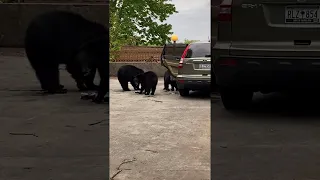 Family of Bears Break into Car for Snacks || ViralHog