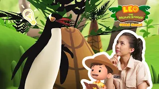 PENGUINS LIVING IN THE FOREST?! 🐧 | Yellow-Eyed Penguin | Leo the Wildlife Ranger | #compilation