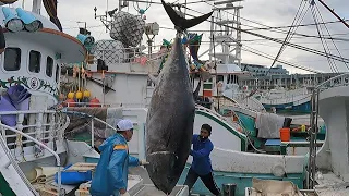 1000 Pounds Giant Bluefin Cutting for Sushi , Sashimi - Taiwan Street Food