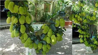 Techniques for growing jackfruit from seeds yield high yields of many fruits