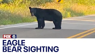 Wisconsin black bear sighting north of Eagle | FOX6 News Milwaukee