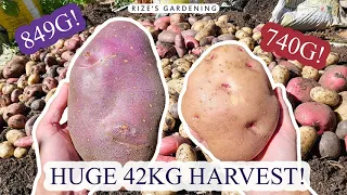 Huge 42kg potato harvest!(MY BEST & BIGGEST POTATOES YET!) - 120 Days