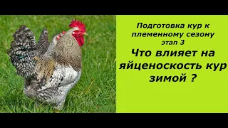 Часть 3.Важнейший фактор,влияющий на яйценоскость кур  зимой. Подготовка птицы  к племенному сезону.