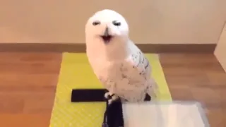 Laughing Owl смеющаяся сова