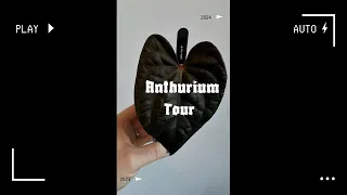 2024 Anthurium Tour 🖤 My ENTIRE Anthurium Collection #anthurium #houseplanttour #aroid #rareplants