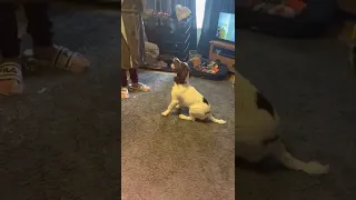 Springer spaniel Having fun with bubbles 😊😂😊