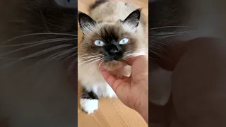 Как показать кошке свою любовь 😻