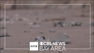 "By-the-wind sailors" appearing in large numbers on California beaches