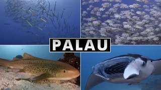 Diving Palau, Micronesia [4k]