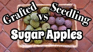 Grafted vs. Seedling Sugar Apples