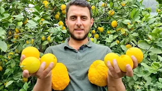 5 أسرار لزيادة إثمار الليمون ستجعلك توزع ليمون على جيرانك من كثرة الإنتاج!🍋🍋