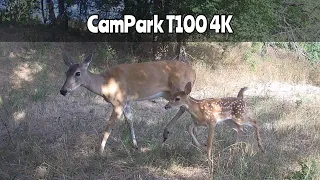 CamPark T100 4K Trail Camera June 21- July 13, 2023