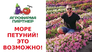 МОРЕ ПЕТУНИЙ – ЭТО ВОЗМОЖНО!