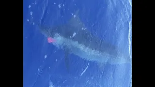 Slayers in pursuit of *HUGE BLUE MARLIN* //Triple Header// (Dominican Republic)