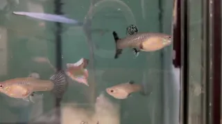 New Guppy Room Tour of Kwartler’s Fish Room