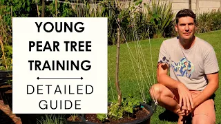HOW TO TRAIN A YOUNG PEAR TREE - Set your pear tree up for future success!