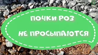 Почки роз не просыпаются. Питомник  растений Е. Иващенко