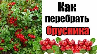 Как перебрать  бруснику?