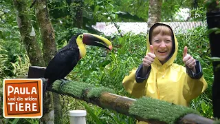 Die bunten Vögel Costa Ricas |  Reportage für Kinder | Paula und die wilden Tiere