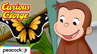 🐛 George is Curious about Caterpillars  | CURIOUS GEORGE