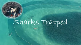 Sardine Run | 4 sharks trapped in net