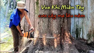 Vua khỉ miền tây cưa cây me lâu năm sát nhà. How to saw perennial tamarind tree next to the wall