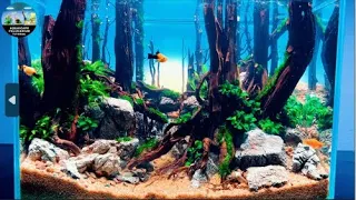 Making Sunset Behind The Forest Planted Tank (Aquascape Tutorial) Part 2