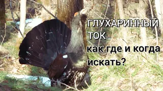 Обучающий материал как найти глухаринный ток