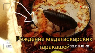 Рождение мадагаскарских тараканов.Birth of Madagascar cockroaches.