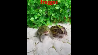 cannibal frog