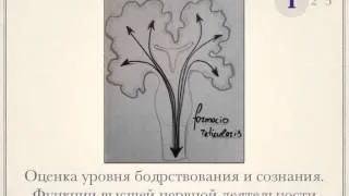 Оценка неврологического статуса В.В.Подлепич