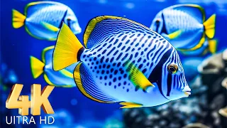 Mysteries Beneath the Ocean 4K ULTRA HD 🐠 - Coral Reefs and Colorful Sea Life - Relaxing Music