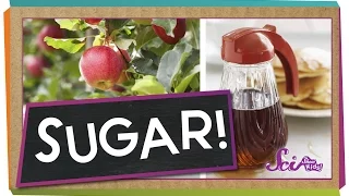 Where Does Sugar Come From? | Science for Kids