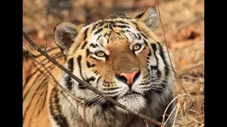 Amur tiger in 360