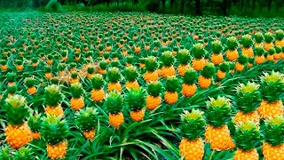 How The Most DELICIOUS PINEAPPLES are PRODUCED🍍| How Pineapple is Harvested and Processed