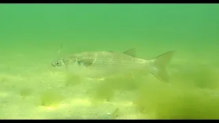 Ихтиофауна Бердянского залива коротким роликом.