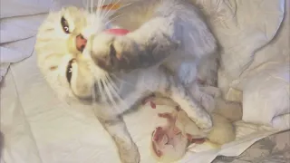 JUST BORN 2 days old cute Scottish kittens and their cat mother #cute #satisfying #asmr #kitten