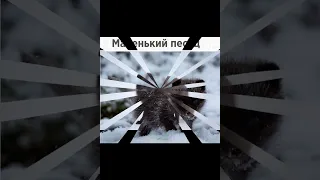 Голубой песец