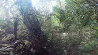 The Kohala Ditch Trail: 3.2 towards waipahi stream