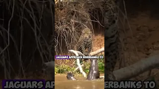 The Battle of Predators: Jaguar vs. Otter in the Wild