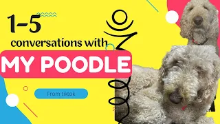 Conversations with my poodle compilation 1-5