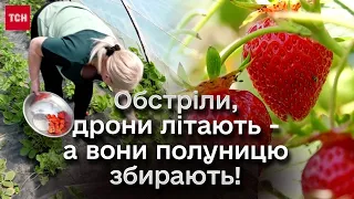 🍓 Збирати полуницю доводиться, ризикуючи життям!